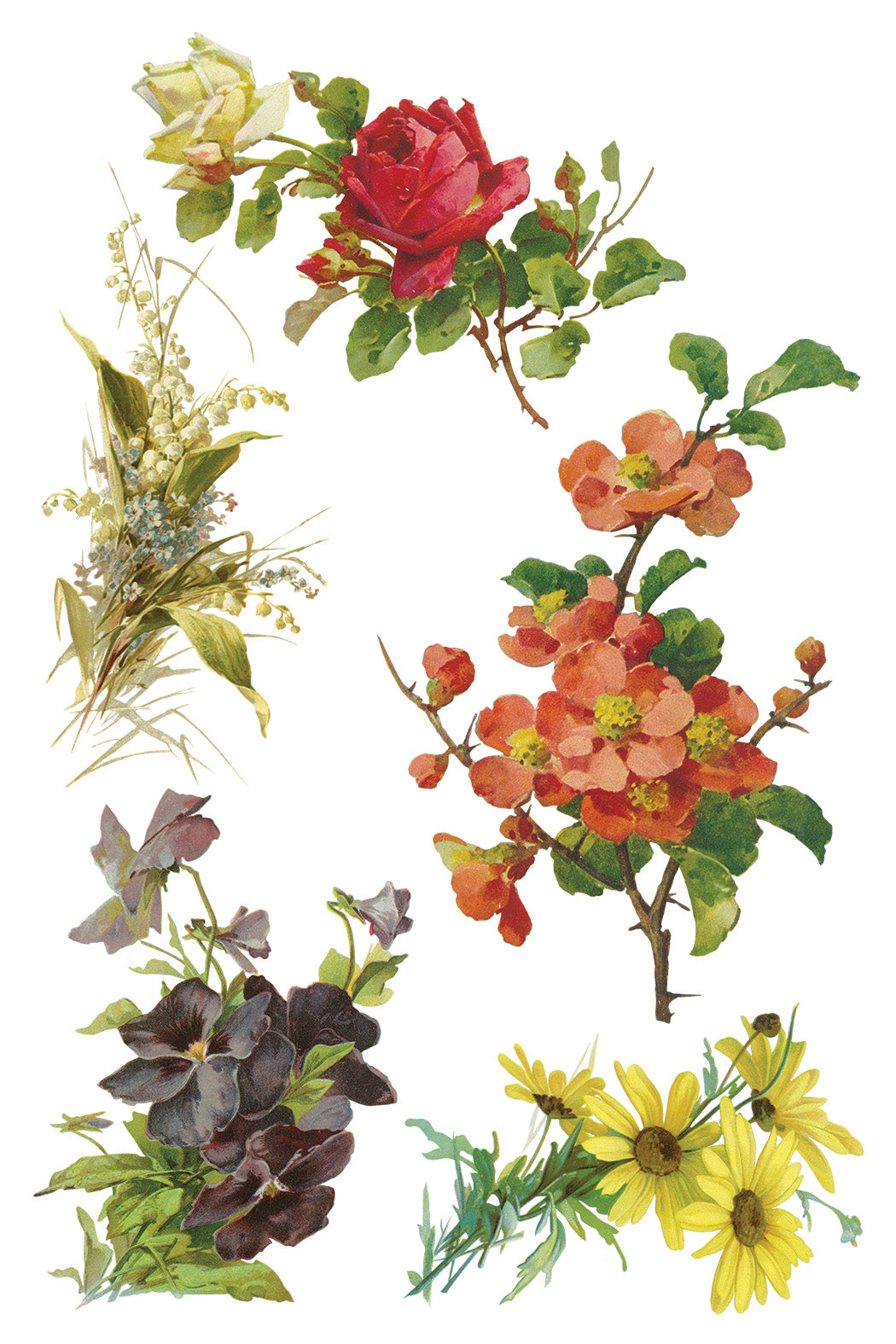 Iron Orchid Designs - Decor Transfer - Catharina