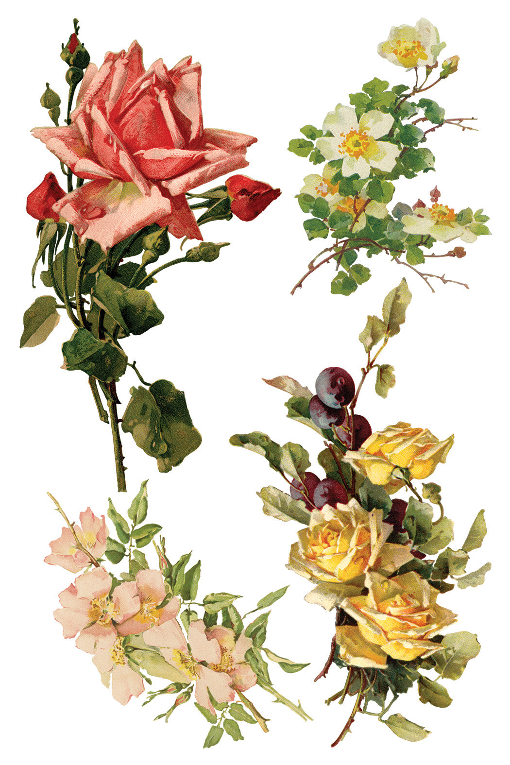 Iron Orchid Designs - Decor Transfer - Catharina