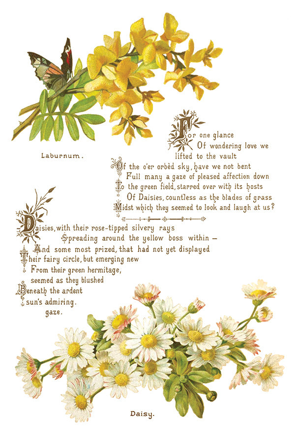 Iron Orchid Designs - Decor Transfer - Lover of Flowers