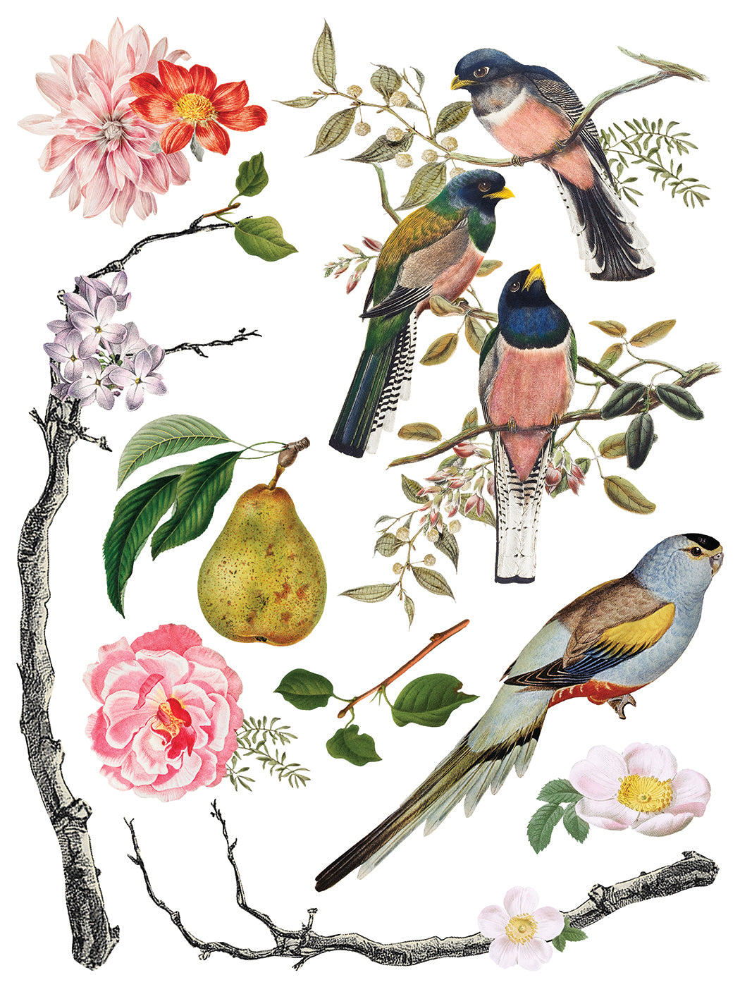 Iron Orchid Designs - Decor Transfer - Menagerie