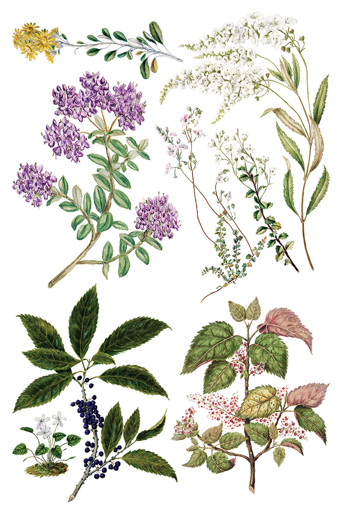 Iron Orchid Designs - Decor Transfer - Sarah Featon's Botanicals