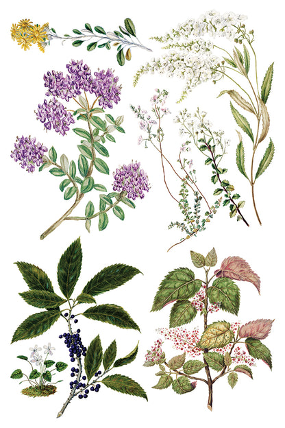 Iron Orchid Designs - Decor Transfer - Sarah Featon's Botanicals