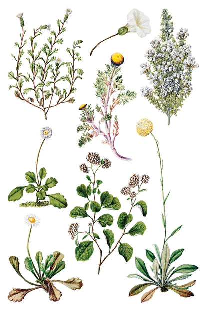 Iron Orchid Designs - Decor Transfer - Sarah Featon's Botanicals