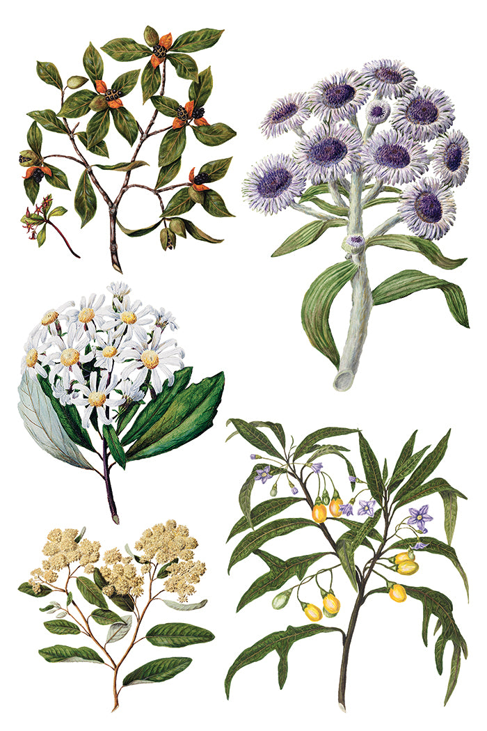 Iron Orchid Designs - Decor Transfer - Sarah Featon's Botanicals
