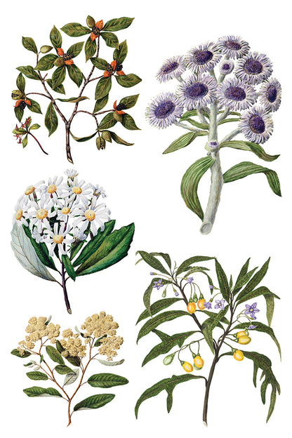 Iron Orchid Designs - Decor Transfer - Sarah Featon's Botanicals