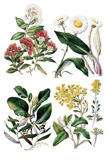 Iron Orchid Designs - Decor Transfer - Sarah Featon's Botanicals