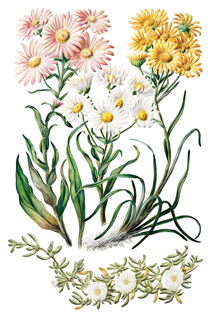 Iron Orchid Designs - Decor Transfer - Sarah Featon's Botanicals