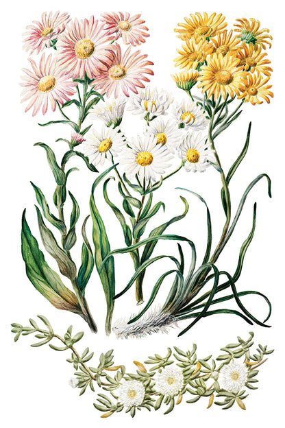 Iron Orchid Designs - Decor Transfer - Sarah Featon's Botanicals