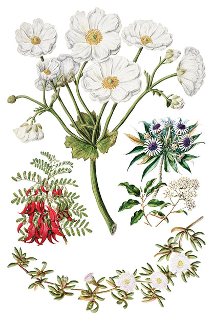 Iron Orchid Designs - Decor Transfer - Sarah Featon's Botanicals