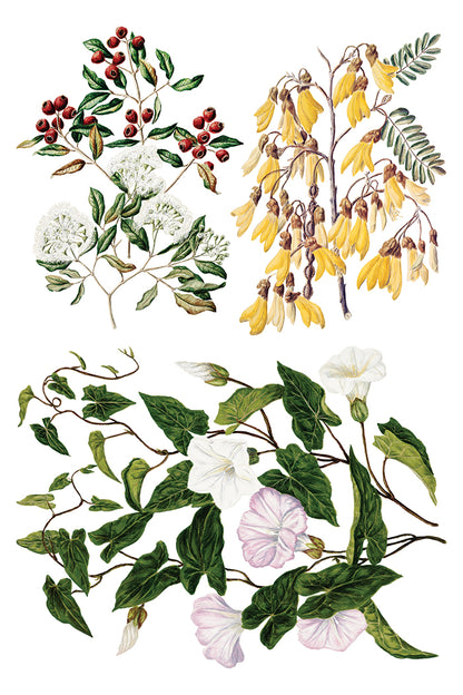 Iron Orchid Designs - Decor Transfer - Sarah Featon's Botanicals