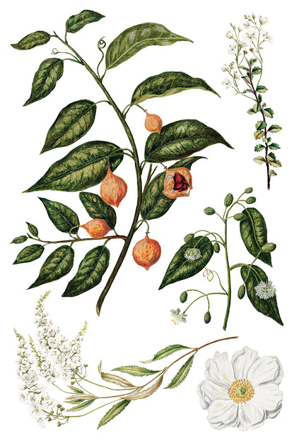 Iron Orchid Designs - Decor Transfer - Sarah Featon's Botanicals