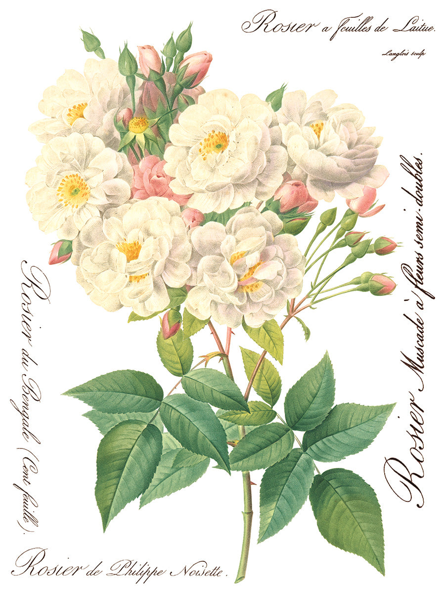 Iron Orchid Designs - Decor Transfer - Rose Botanical