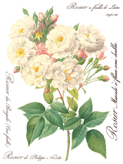 Iron Orchid Designs - Decor Transfer - Rose Botanical