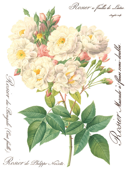 Iron Orchid Designs - Decor Transfer - Rose Botanical