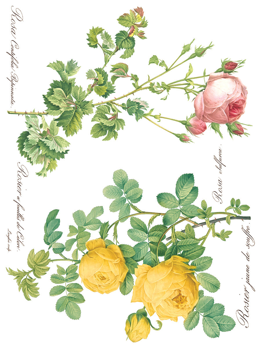 Iron Orchid Designs - Decor Transfer - Rose Botanical