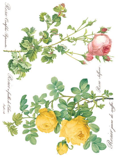 Iron Orchid Designs - Decor Transfer - Rose Botanical