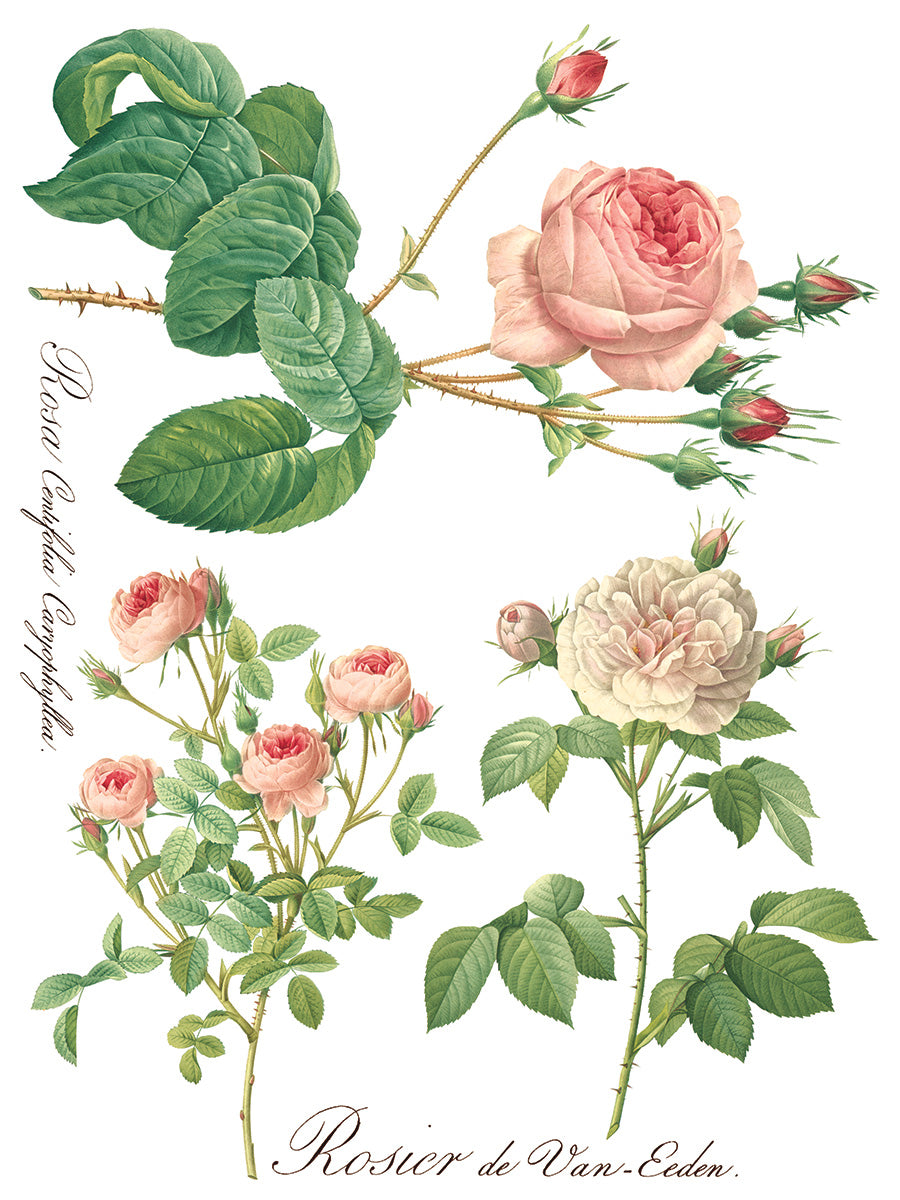 Iron Orchid Designs - Decor Transfer - Rose Botanical