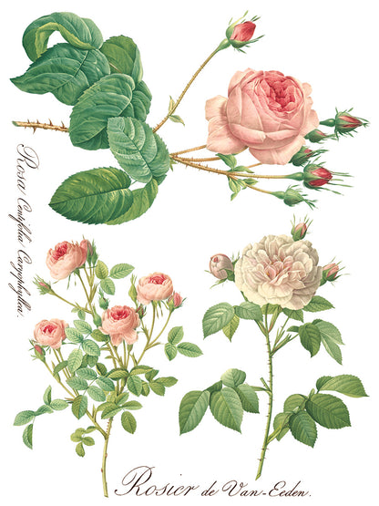 Iron Orchid Designs - Decor Transfer - Rose Botanical