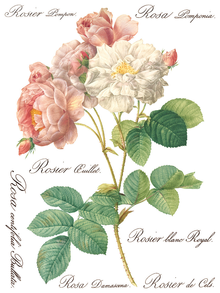 Iron Orchid Designs - Decor Transfer - Rose Botanical