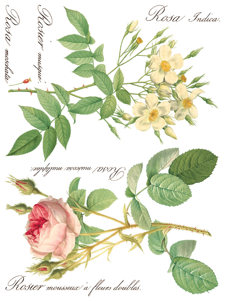 Iron Orchid Designs - Decor Transfer - Rose Botanical