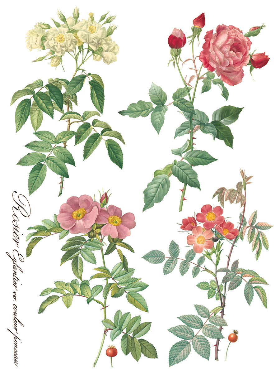 Iron Orchid Designs - Decor Transfer - Rose Botanical