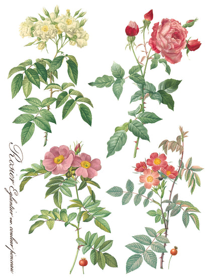 Iron Orchid Designs - Decor Transfer - Rose Botanical