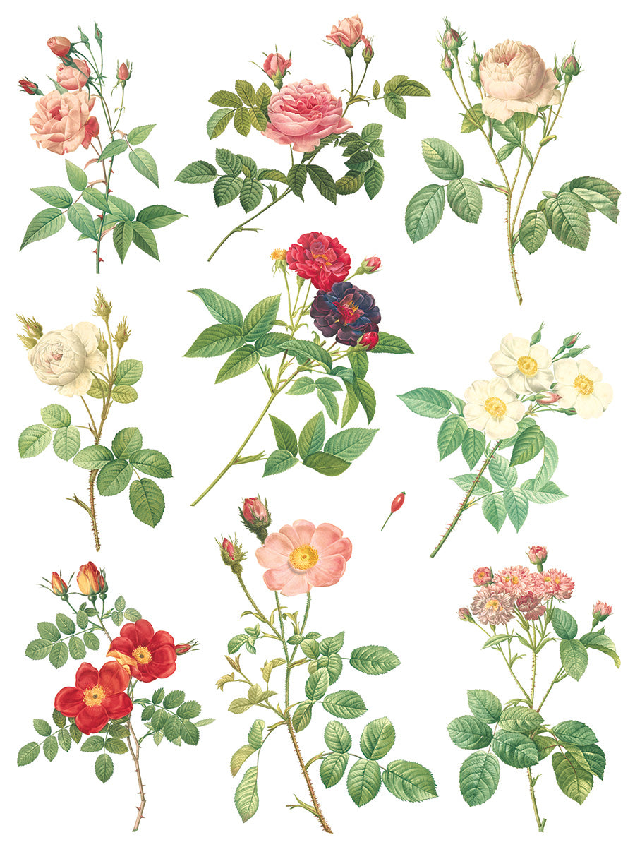 Iron Orchid Designs - Decor Transfer - Rose Botanical