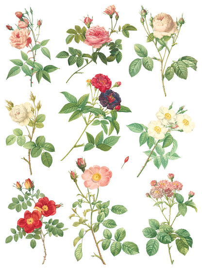 Iron Orchid Designs - Decor Transfer - Rose Botanical