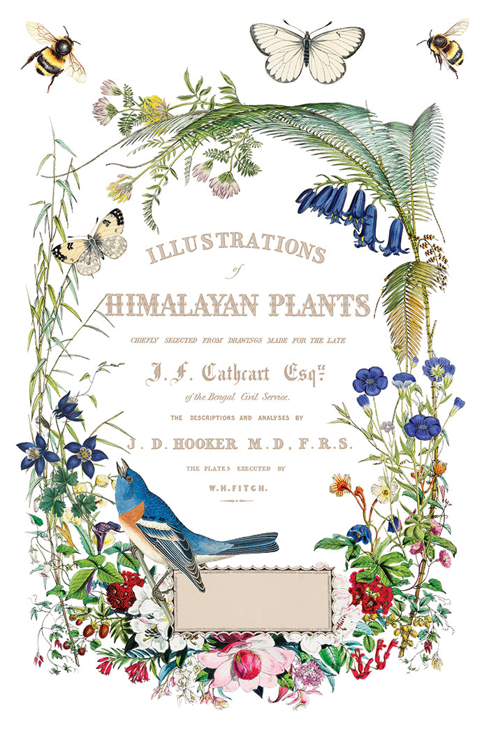 Iron Orchid Designs - Decor Transfer - Flora Greca