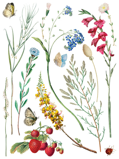 Iron Orchid Designs - Decor Transfer - Marche des Fleurs