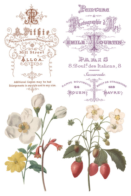 Iron Orchid Designs - Decor Transfer - Saint Ouen
