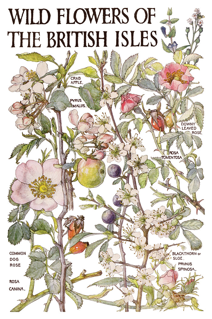 Iron Orchid Designs - Decor Transfer - Primrose Isle