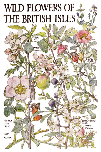 Iron Orchid Designs - Decor Transfer - Primrose Isle