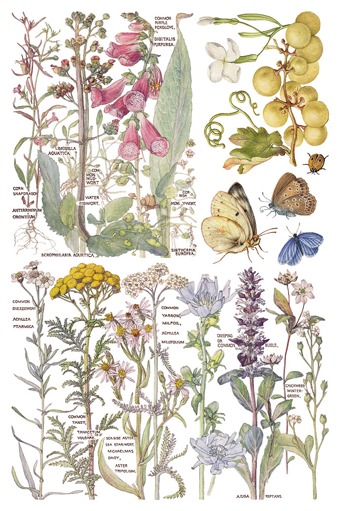 Iron Orchid Designs - Decor Transfer - Primrose Isle