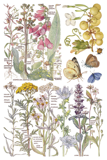 Iron Orchid Designs - Decor Transfer - Primrose Isle
