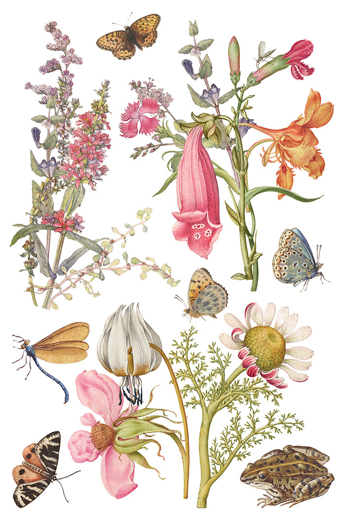 Iron Orchid Designs - Decor Transfer - Primrose Isle