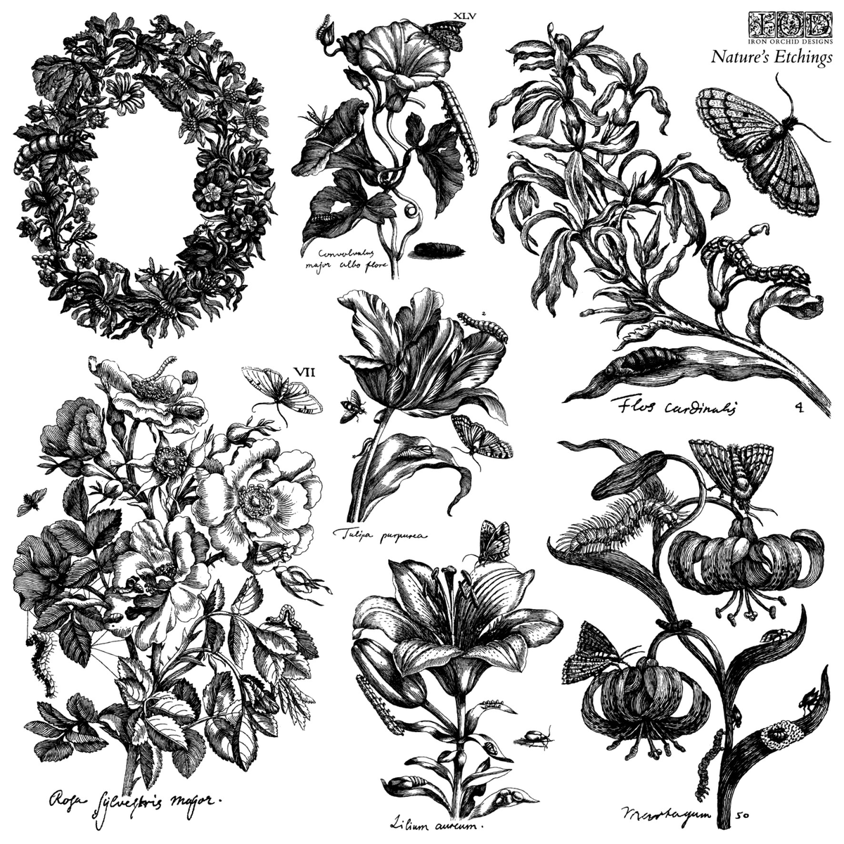 Iron Orchid Designs - Decor Stamp - Nature's Etchings
